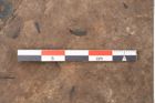Foto (Detailansicht) von Plantae indet.  (NHMW-GEO-2024-0188-11535)